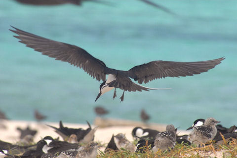 Sooty Tern (Onychoprion fuscata)